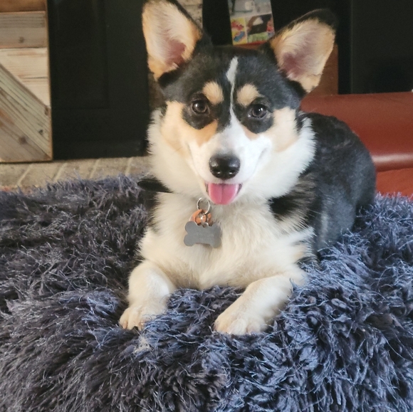 Meet your Posher, Charlie - Picture 2 of 2